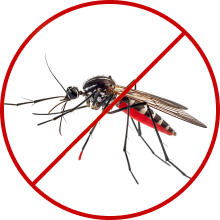 Wasp & Bee Removal