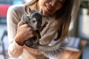 Squirrel Pest Control: Safe & Legal Removal in Calgary