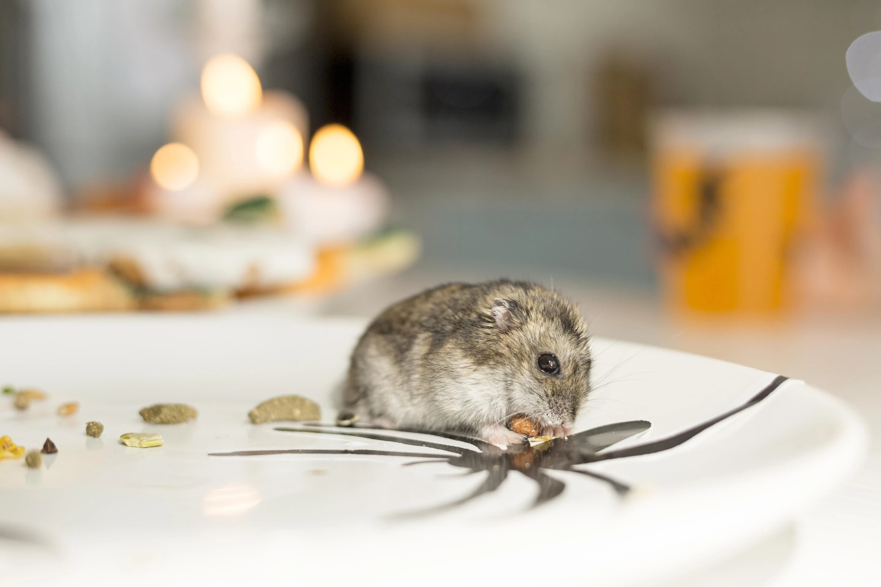 How to Get Rid of Mice in the House