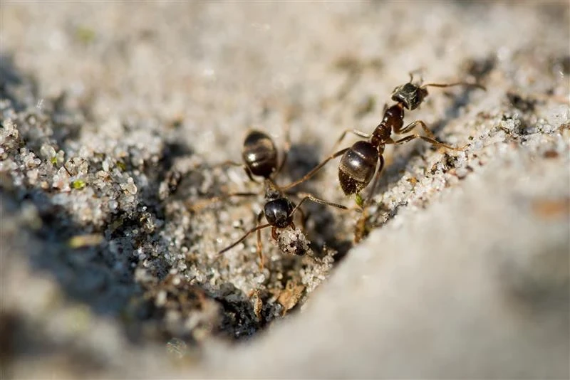 How to Get Rid of Ants Simple, Safe, And Effective Methods