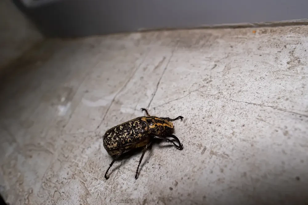 How to Get Rid of Bed Bugs in Calgary
