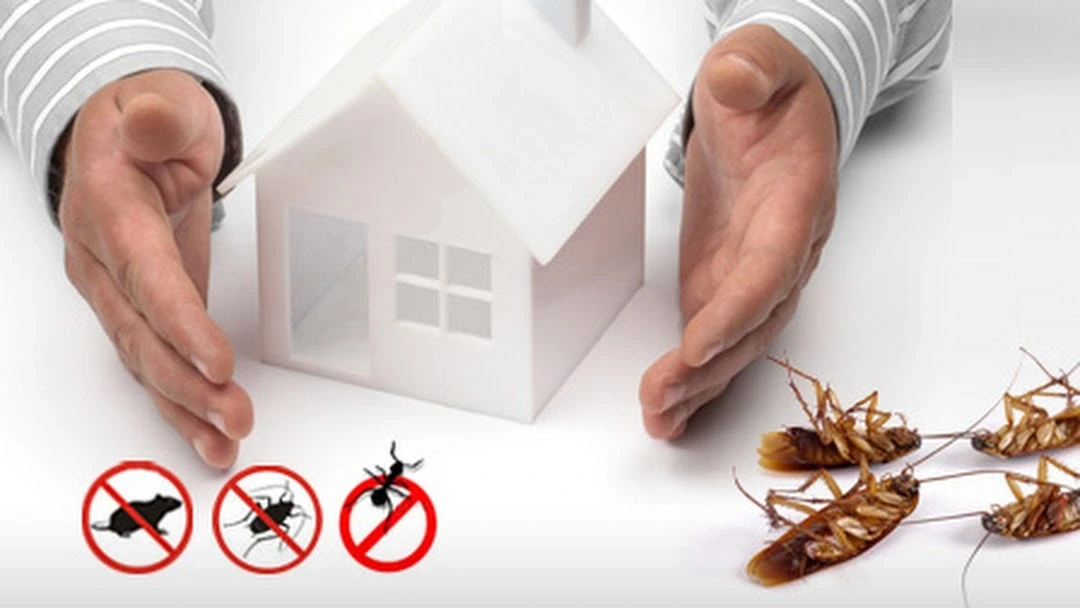 Why Do Pests Infest Homes and Businesses? Causes, Risks, and Prevention Guide